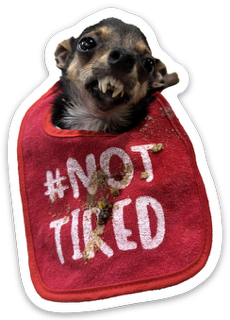 MARV'S NOT TIRED * STICKER 3"